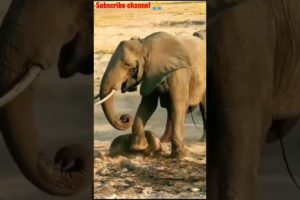 elephant born baby | elephant  | #shorts #short #viralshorts