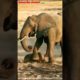 elephant born baby | elephant  | #shorts #short #viralshorts