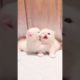 funniest & cutest puppies funny puppy video - cute & funny Dog video  minutes of funny puppy #shorts