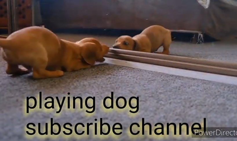 funniest videos 2022  animals compilation cutest moment of the animals- cutest puppies playing ##