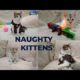 funny animals || naughty kittens || happy playing