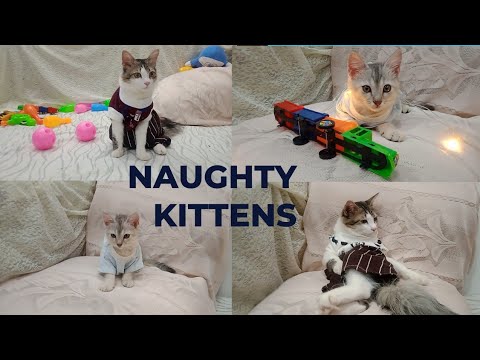 funny animals || naughty kittens || happy playing