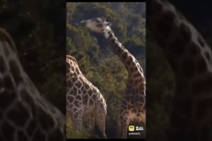 giraffe🦒 animal fight 🤜🤛#giraffe #animals #short #youtubeshorts #viralshorts #shorts / St animals