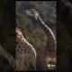 giraffe🦒 animal fight 🤜🤛#giraffe #animals #short #youtubeshorts #viralshorts #shorts / St animals