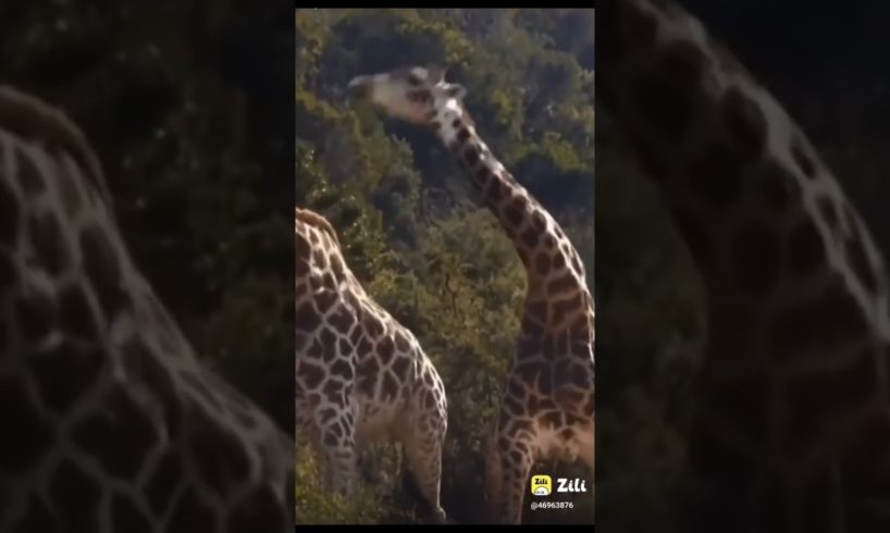 giraffe🦒 animal fight 🤜🤛#giraffe #animals #short #youtubeshorts #viralshorts #shorts / St animals