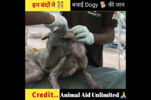 how to rescue animal shorts video?😭#shorts #india #humanity rescue dog shorts