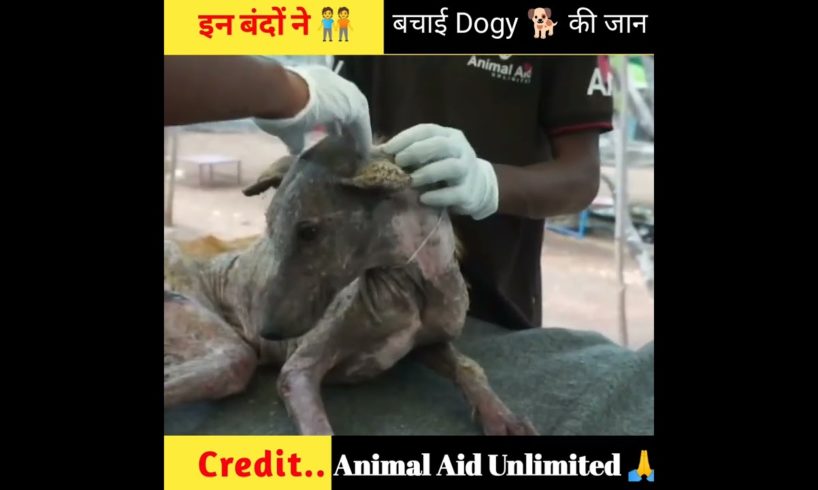 how to rescue animal shorts video?😭#shorts #india #humanity rescue dog shorts
