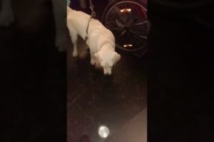 hungriest dog in the world #shorts#youtube#shortsvideo