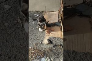 hungry homeless cat wants eat. Rescue animals