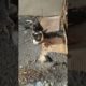 hungry homeless cat wants eat. Rescue animals