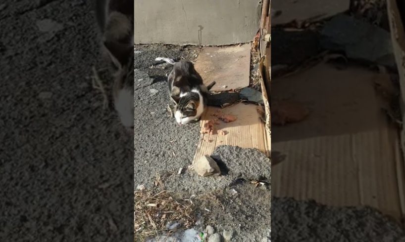 hungry homeless cat wants eat. Rescue animals