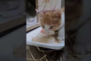 incredible! Cute kitten learning feed & Baby cats in the street #animalrescue #shorts #short