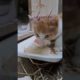 incredible! Cute kitten learning feed & Baby cats in the street #animalrescue #shorts #short