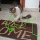 kitten meow favorite playing with rope || funny animals || enjoy