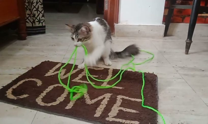 kitten meow favorite playing with rope || funny animals || enjoy