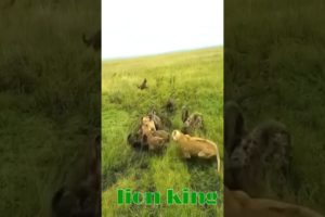 lion fight hyena | lion vs hyena real fight| animal fights#shorts #viralshorts #lionfight #heyna