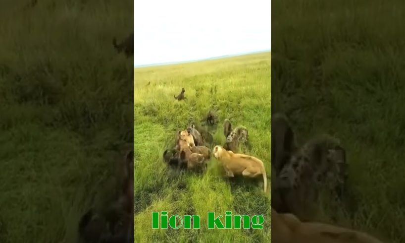 lion fight hyena | lion vs hyena real fight| animal fights#shorts #viralshorts #lionfight #heyna