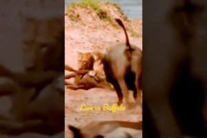 lion vs buffalo real fight|animal attack|#shorts #viralshorts