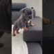 little cute puppy || cute dogs || cute little puppies || cute puppies funny videos|| #shorts