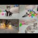 my adorable kitten happy playing | funny animals | #viralvide #viral 🔥🔥