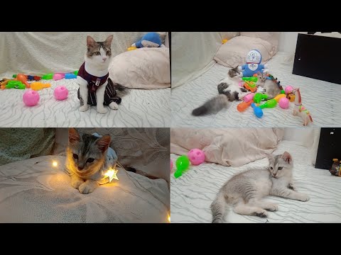 my adorable kitten happy playing | funny animals | #viralvide #viral 🔥🔥