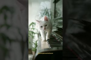 my cat playing piano #cat #shorts #animals