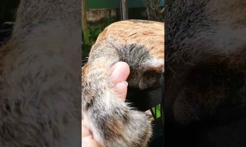 playing cat tail#animals #viralvideo #cat #shorts