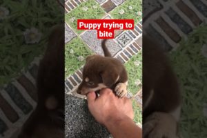 puppy trying to bite ||cute puppies ||#shorts #cute #funny #love #short #viral #puppy #youtubeshorts