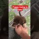 puppy trying to bite ||cute puppies ||#shorts #cute #funny #love #short #viral #puppy #youtubeshorts