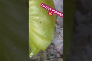 #short Amilys Cutest Puppies 4 days old #amilys #cute #dog #pet #cutedogs #puppy #puppies