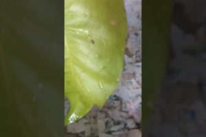 #short Amilys detects cutest puppies behind mango tree #cute #amilys #dog #pet #puppy #cutedogs