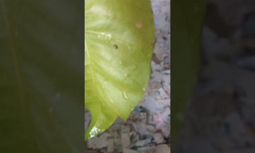 #short Amilys detects cutest puppies behind mango tree #cute #amilys #dog #pet #puppy #cutedogs