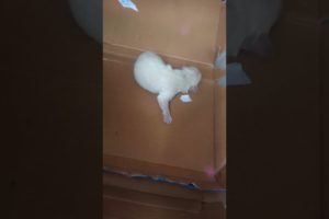 #short Little Amilys Cutest Puppies 4th day #amilys #cute #dog #cutedogs #puppy #pet #puppies