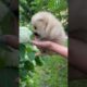 #shorts Cute Puppies Doing Funny Things, Cutest Puppies in the Worlds 2022