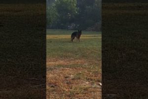 #shorts #short #dog playing alone in morning calmness #beautifulmorning #germanshepherd #dog #pets