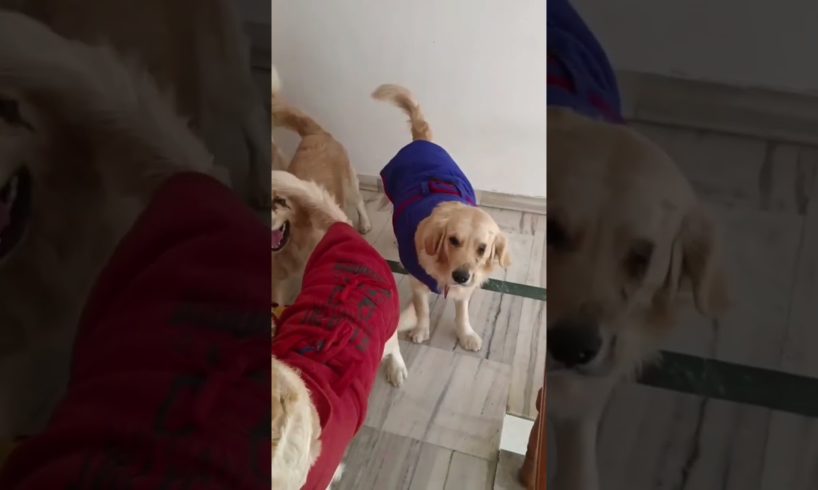 so cute dog 😌#short #shorts #puppy #dog #doglover #gussaso