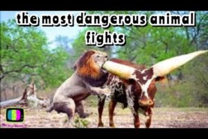 the most dangerous animal fights