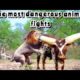 the most dangerous animal fights