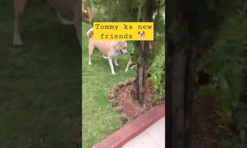#tommy #cute #shorts #shortvideo #shortyoutube Tommy ka new friends so happy 😂😘🐕
