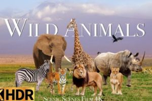 wild animal near death encounters | wild animal near me | wild animal minus tempo | wild animal