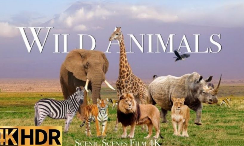 wild animal near death encounters | wild animal near me | wild animal minus tempo | wild animal