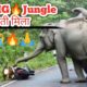 wild elephant | wild animal | animal fights | animal Crossing | gorumara forest ‎@sikkimvloger884 