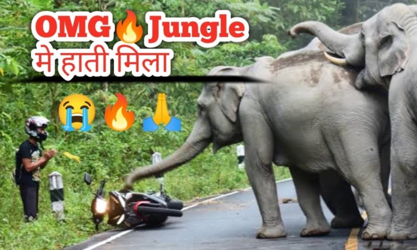 wild elephant | wild animal | animal fights | animal Crossing | gorumara forest ‎@sikkimvloger884 