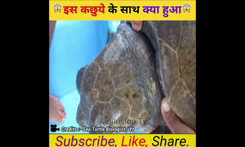 इस कछुये के साथ क्या हुआ #shorts #viralvideo #viralvideo #trending