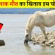 ऐसी लड़ाई पहली बार देखेंगे | Most Deadliest Animal Fights Ever Filmed