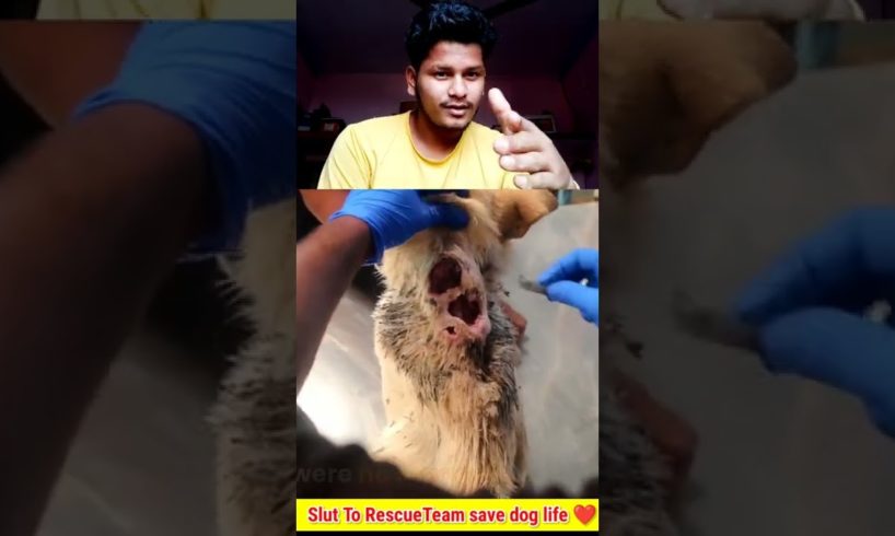 गड्ढे में फसा कुत्ता अब क्या होगा 🥺😱🙌 #shorts #ytshorts #dog