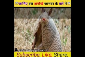 जानिए इस अनोखे जानवर के बारे मे😨  #shorts #viral #trending #viralvideo