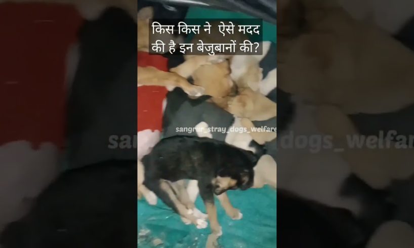 प्यार करने वाले लाइक करे।attitude and sadstatus #youtube #viral #dog #trend #short #reels