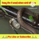 रेस्क्यू टीम ने बचाई कोबरा सांपों की जान || Rescue Snake Video @MR. INDIAN HACKER @Crazy XYZ#rescue