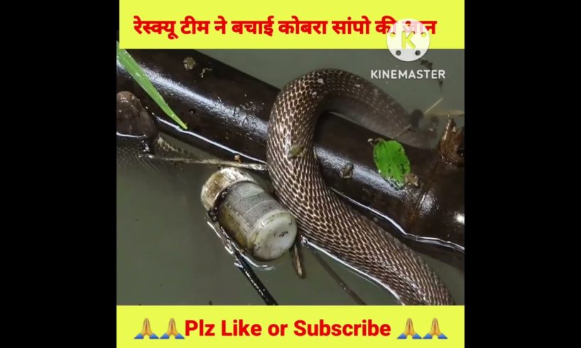 रेस्क्यू टीम ने बचाई कोबरा सांपों की जान || Rescue Snake Video @MR. INDIAN HACKER @Crazy XYZ#rescue